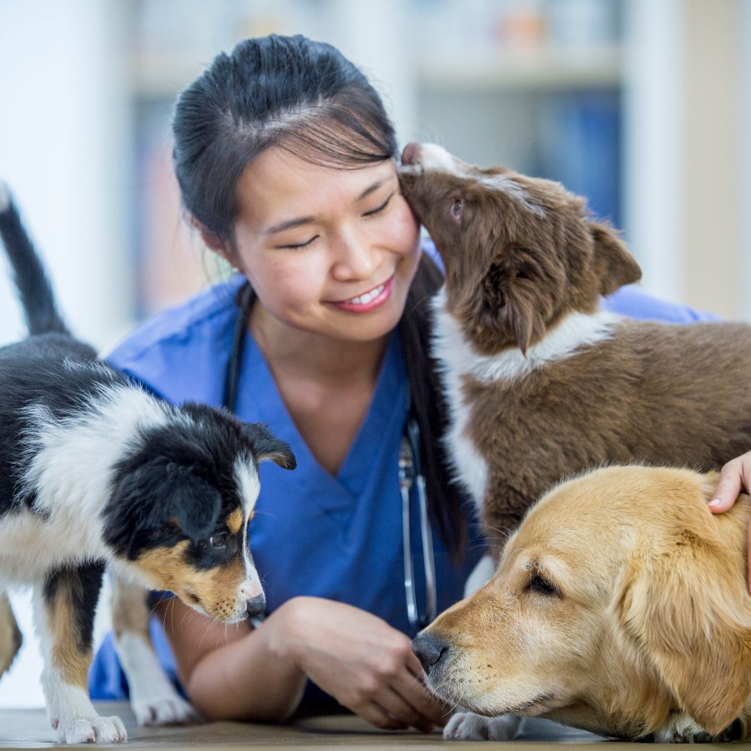 vet assistant