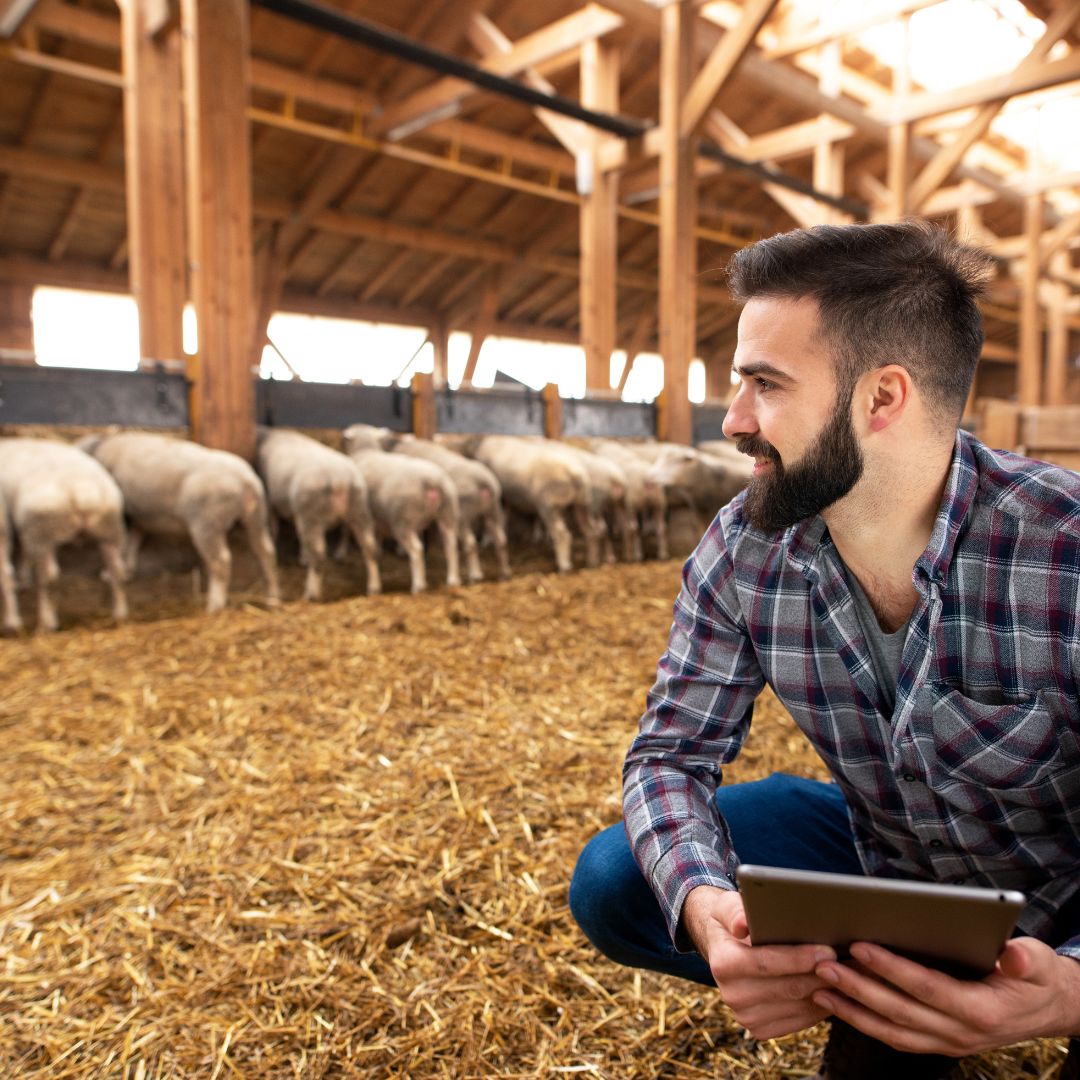Man in a flannel shirt looking at pigs