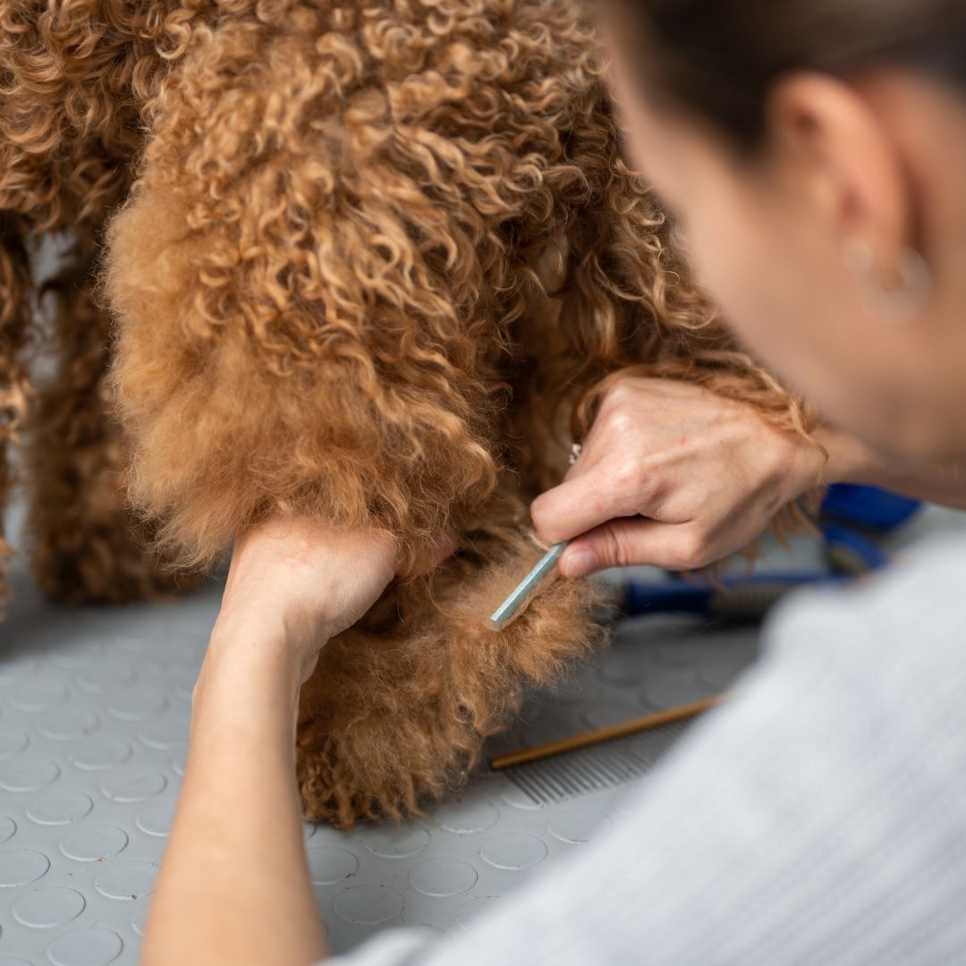 Paw of a dog being brushed