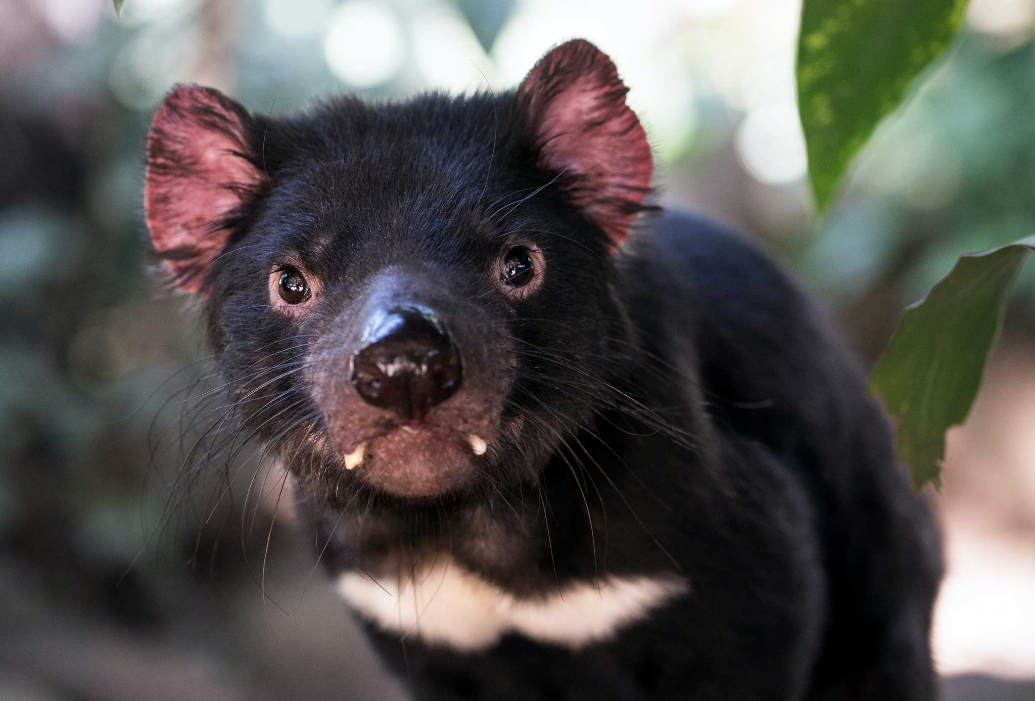 Tasmanian devil looking at the camera