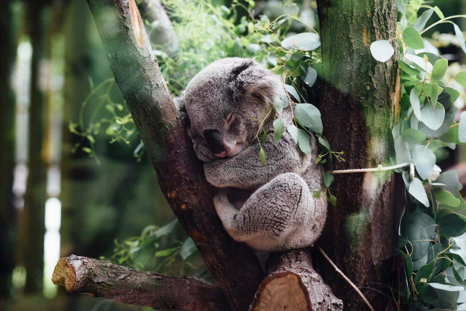 Certificate in Australian Zoology | Online Course