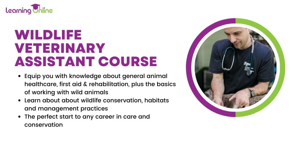 Wildlife Veterinary Course Infographic