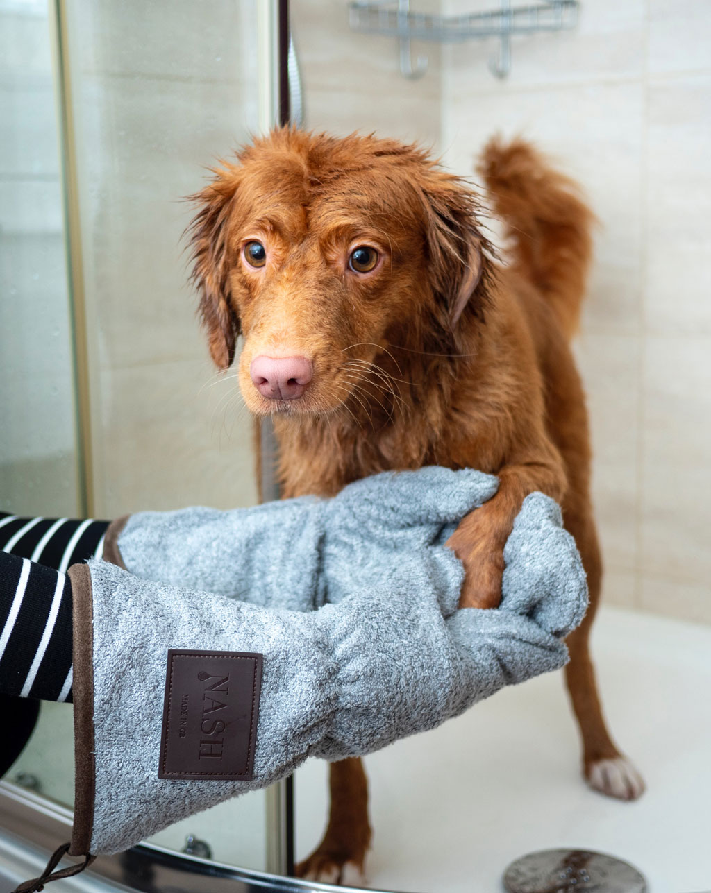 dog being dried after being washed